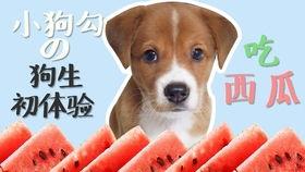 吃瓜娱乐小狗,小狗带你领略萌宠界的欢乐时光